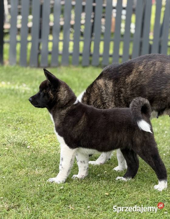 Akita amerykańska Zwierzęta