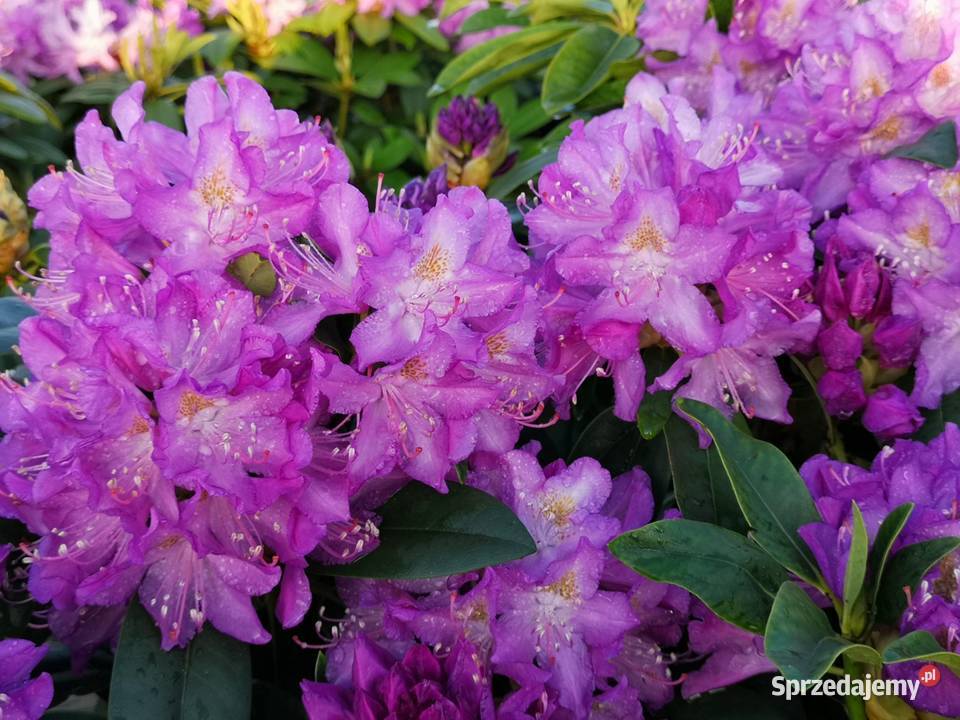 Różanecznik Purpureum Grandiflorum C5 Grójec