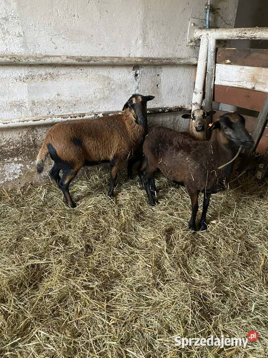 Owce kameruńske Nowy Tomyśl