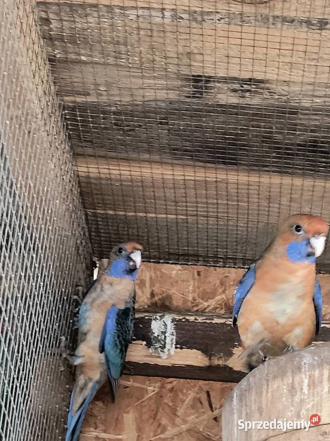 rozelle białolice i królewskie Czerwionka-Leszczyny