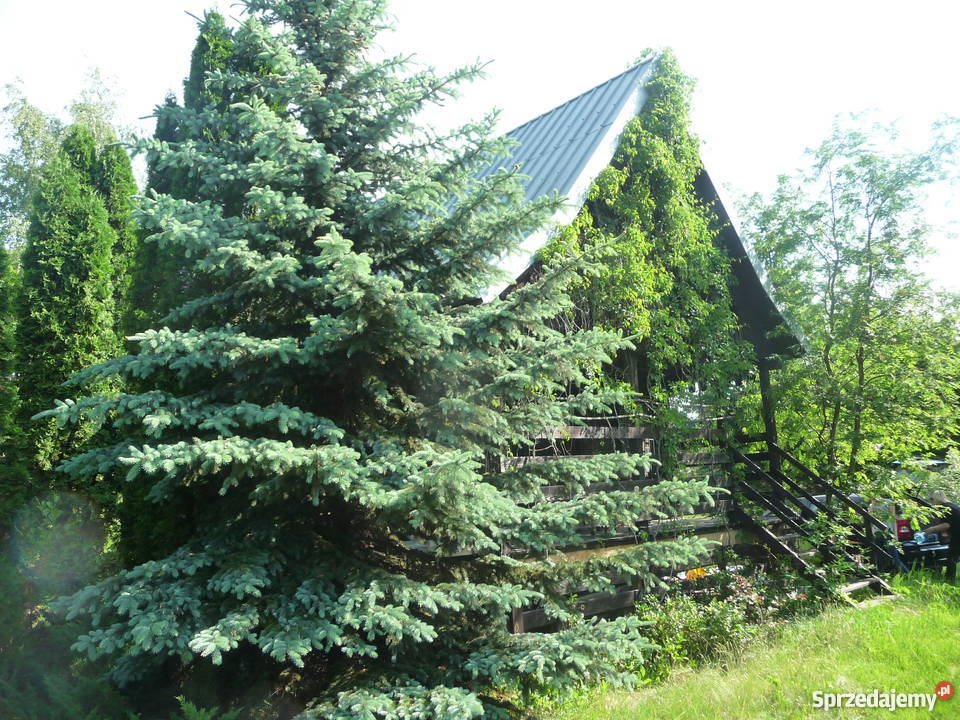 Sprzedam tanio działkę budowlaną ZAŁUBICE STARE 239zł/m2 Nieruchomości Radzymin