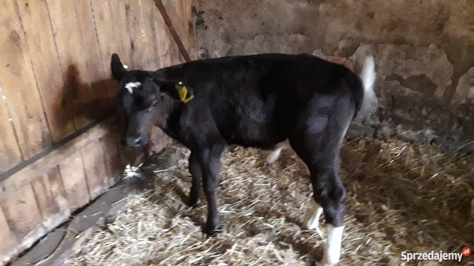 Byczki cielaki mięsne simental limousin Bydło mięsne Golub-Dobrzyń