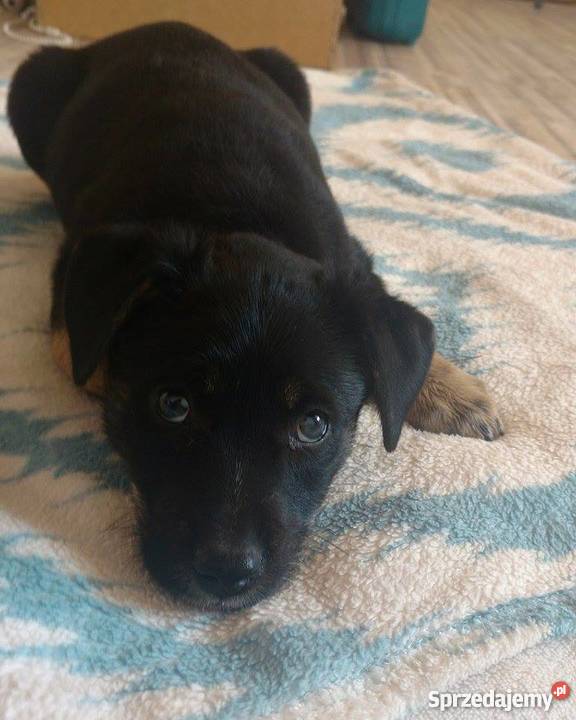Szczeniaki owczarek niemiecki mix Krapkowice