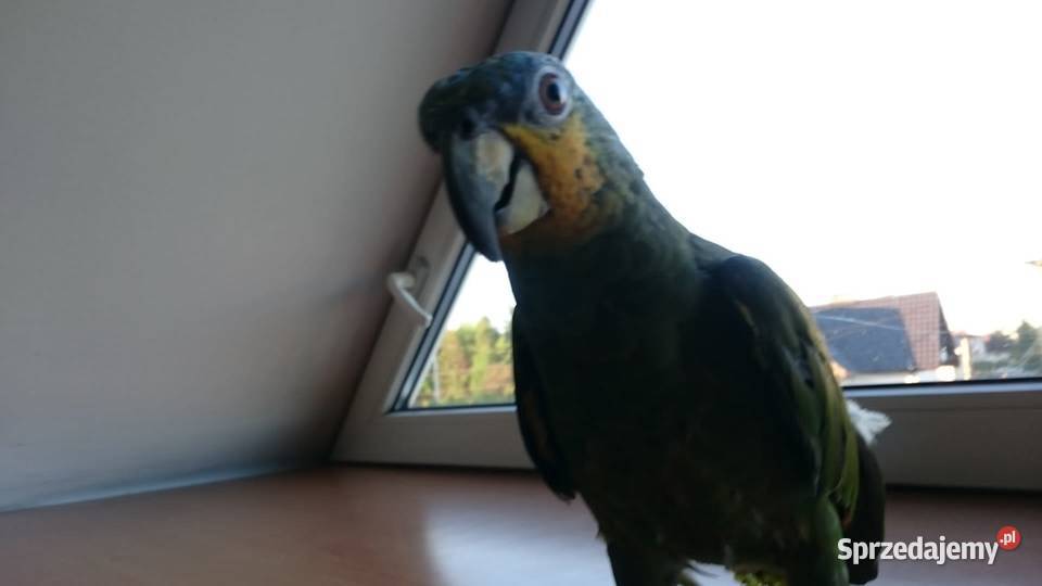 Amazonka modrobrewa oswojona Rybnik