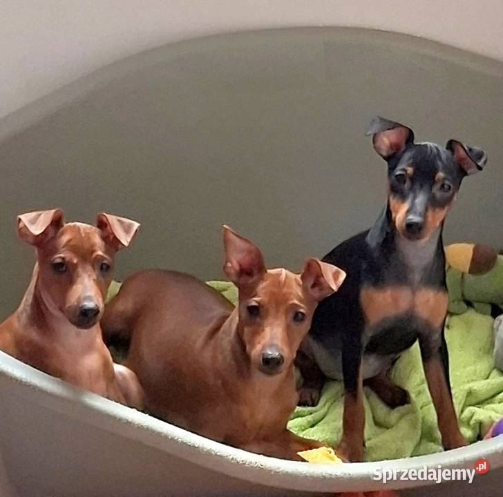 Pinczer pinczery pinczerki miniaturowe z Pozostałe pomorskie Chojnice