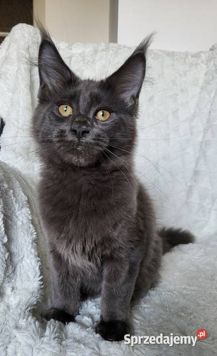 Maine Coon duże linie hodolwa FPL łódzkie Radomsko