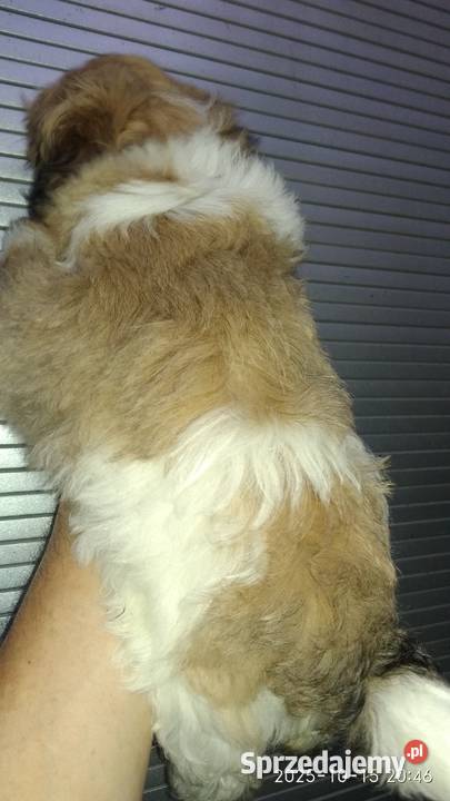Piedek Shih tzu