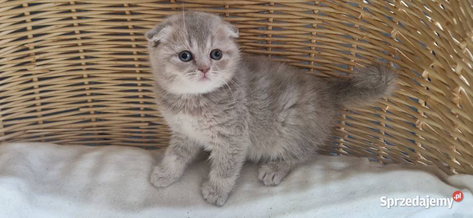 Kotka Szkocka liliowa zwisłoucha Katowice sprzedam