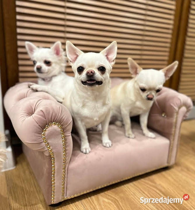 Legowisko kanapa glamour psa kota 100 kolorów mazowieckie