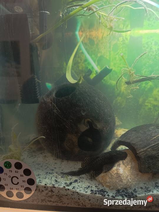 Sprzedam akwarium Jędrzejów