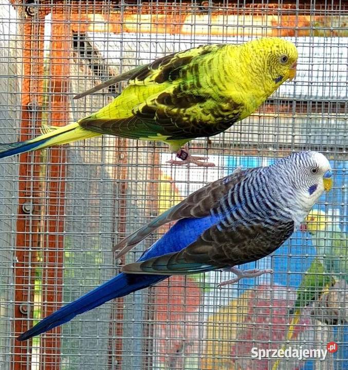 papużka falista blackwing czarnoskrzydła papugi Gliwice
