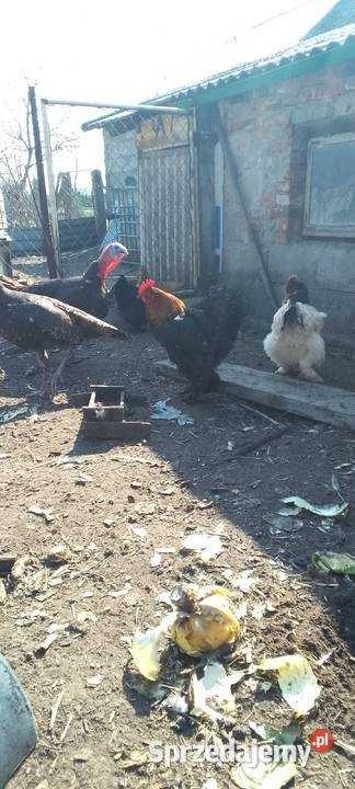 Sprzedam jaja lęgowe kur rasy kochin olbrzymi mazowieckie