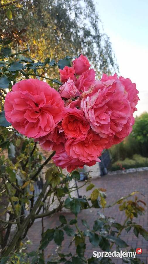 Róża pnąca różowa