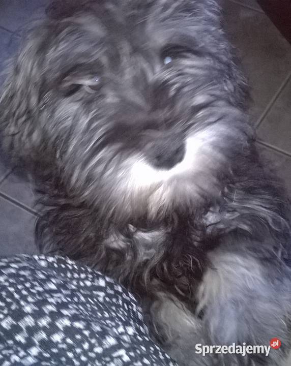 sznaucer miniaturowysznaucer miniatura Lubień Kujawski