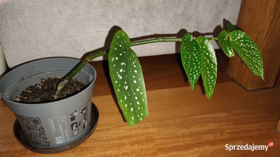 Begonia 1 kwiat rosnący Warszawa sprzedam
