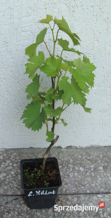WINOROŚL LEON MILLOT Vitis sadzonki w doniczkach Owocowe Ustronie sprzedam