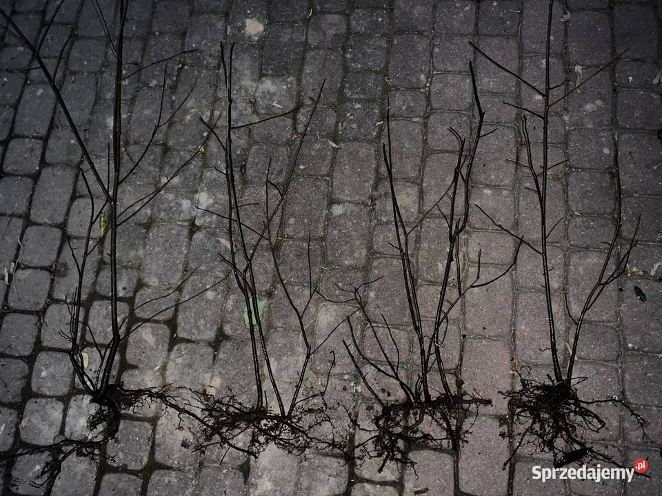 Czeremcha Pospolita sadzonki miododajne podkarpackie Jasło