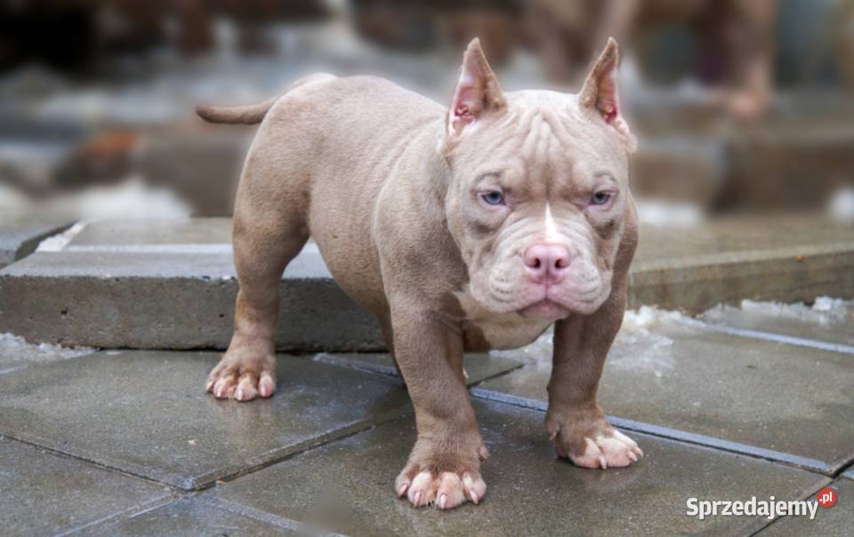 American Bully Pocket suka Limanowa sprzedam