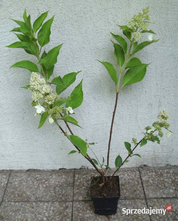 HORTENSJA BUKIETOWA Kyushu sadzonki w doniczkach kujawsko-pomorskie Ustronie
