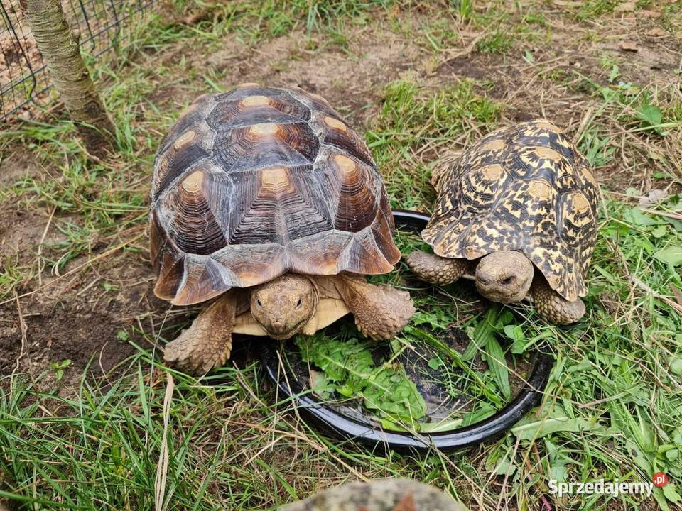 Żółwie Pustynne Lamparcie duże okazy Opole sprzedam