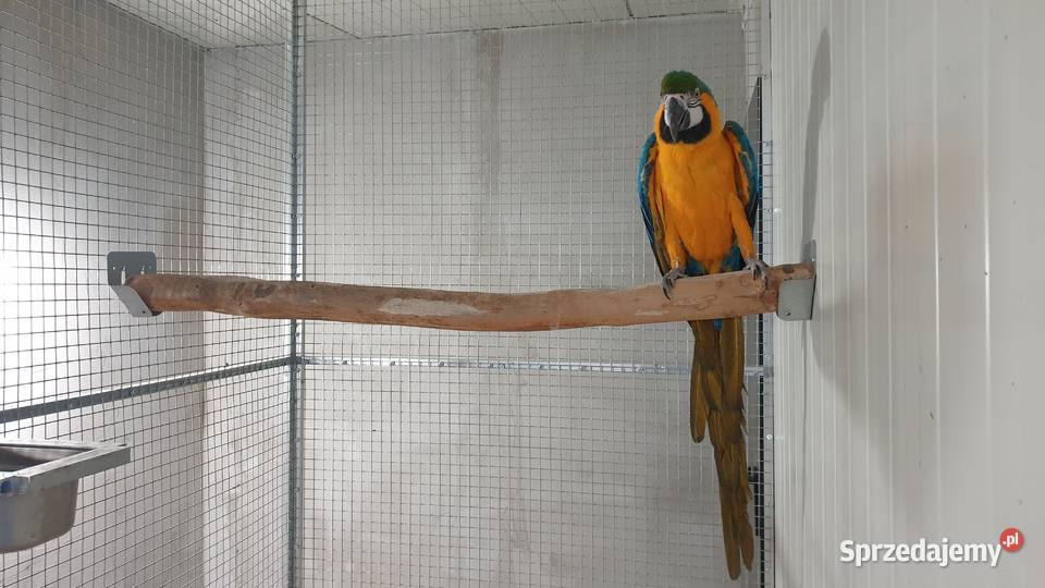 Samica Ara Araruna 2024 wielkopolskie Wielichowo