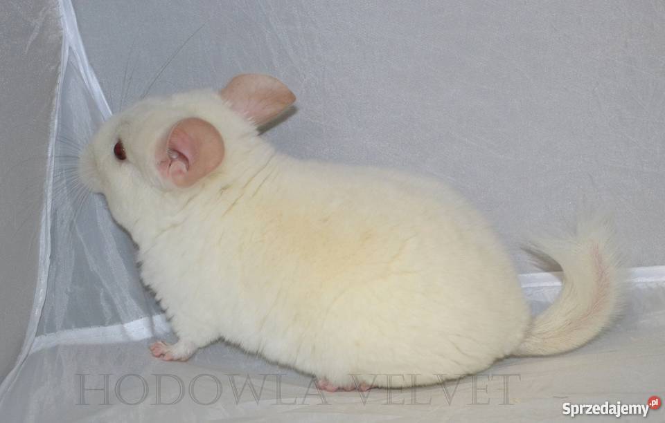 Szynszyla szynszyl samiec PINK WHITE biały sprzedam