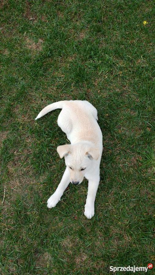 Oddam suczkę w ręce Pozostałe Gorzów Wielkopolski