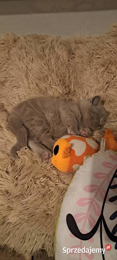 Kocięta brytyjskie liliowe z rodowodem Brytyjski Wrocław