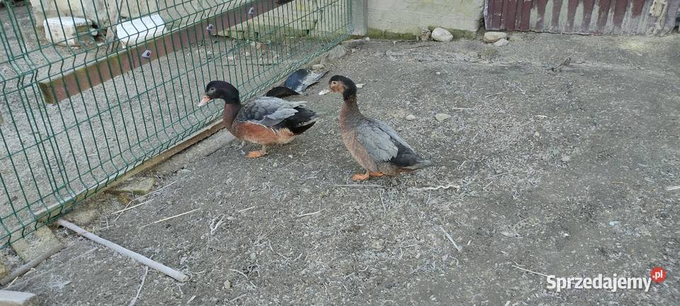 Sprzedam laczki z 25 roku Drób i ptactwo Sobieska Wola Druga