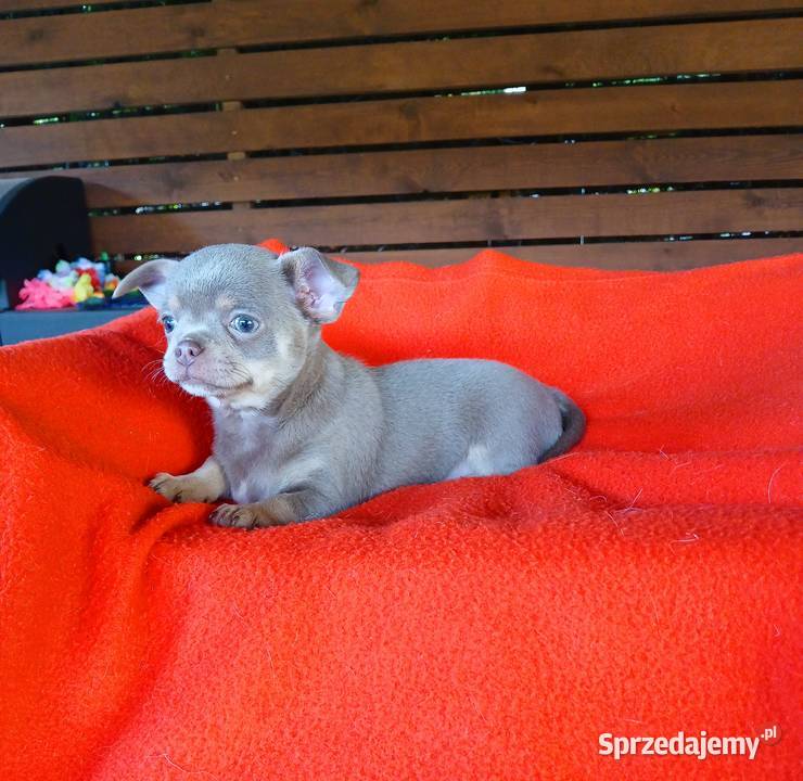 Suczka chihuahua liliowa mazowieckie Płock
