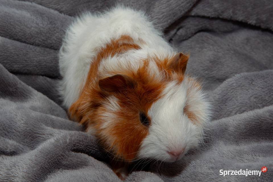 świnka morska cavia domowa SAMIEC Koszyce Wielkie