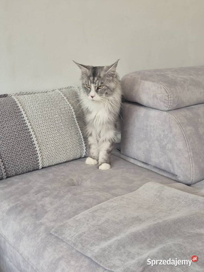 Maine coon kocórek Maine Coon Mała Nieszawka sprzedam
