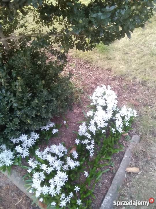 Sprzedam prawa do dzialki Rod Sochaczew