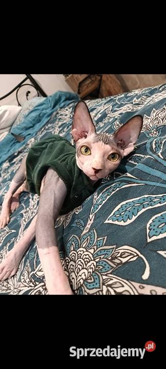 Kotka Sfinks Kanadyjski Sfinks Pleszew sprzedam