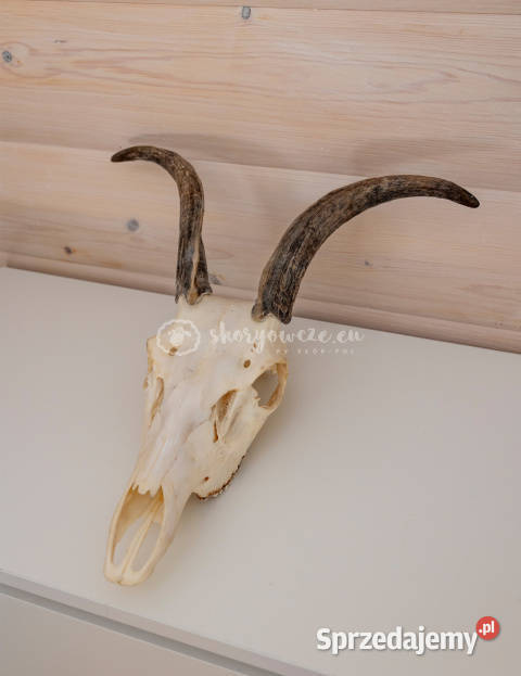 Czaszka naturalnaprawdziwa z owcy z porożem sprzedam