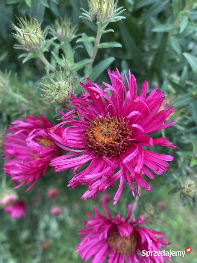 Aster różowy wieloletnie Lublin