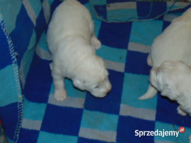 owczarek podhalański Wawrzeńczyce