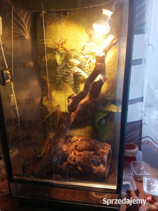 Sprzedam terrarium z gekonami