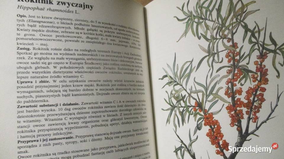 Rośliny przyprawowe i przyprawy w kuchni kuchnia, potrawy