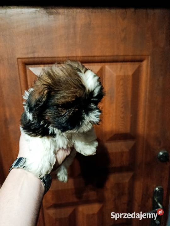 Shih tzu Shih Tzu Godziesze Małe sprzedam