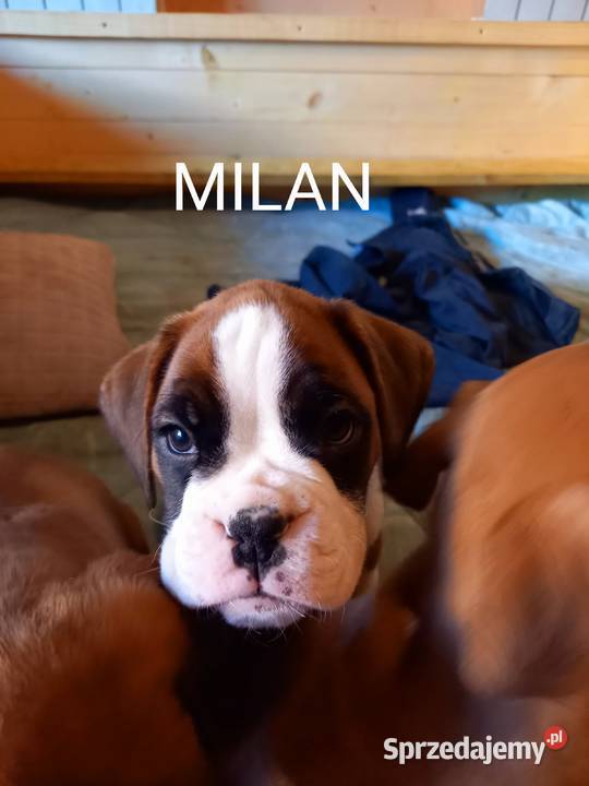 Szczeniaczki Boksery