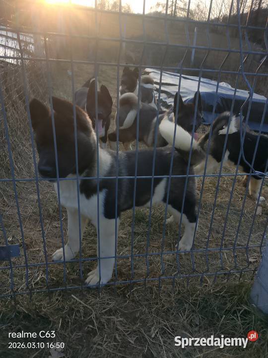 American Akita Dziewczynka Bielawa