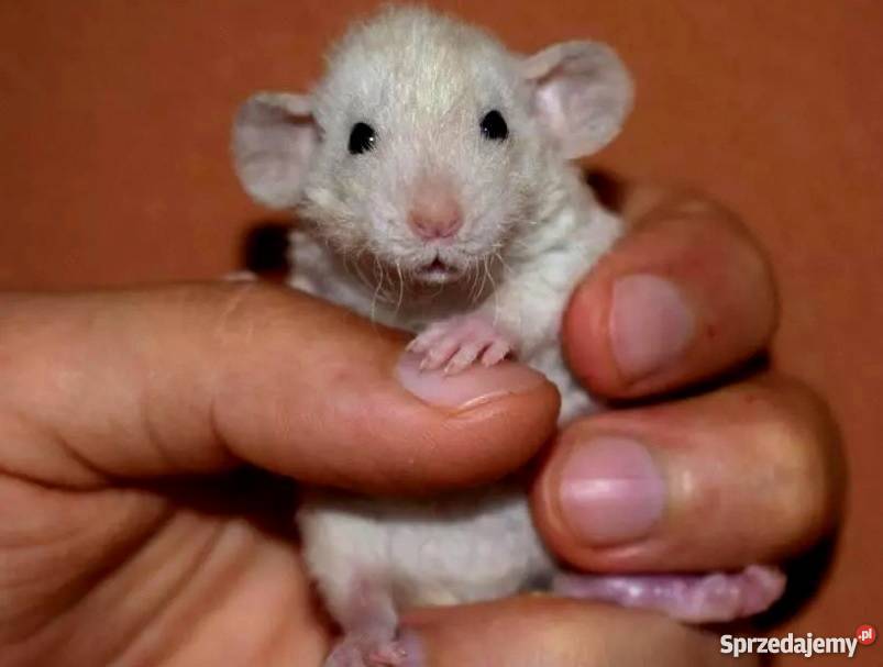 Szczury szczurki szczur dumbo dumbo rex Wrocław