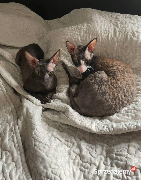 Cornish Rex dwie kotki pohodowlane płatna Żory