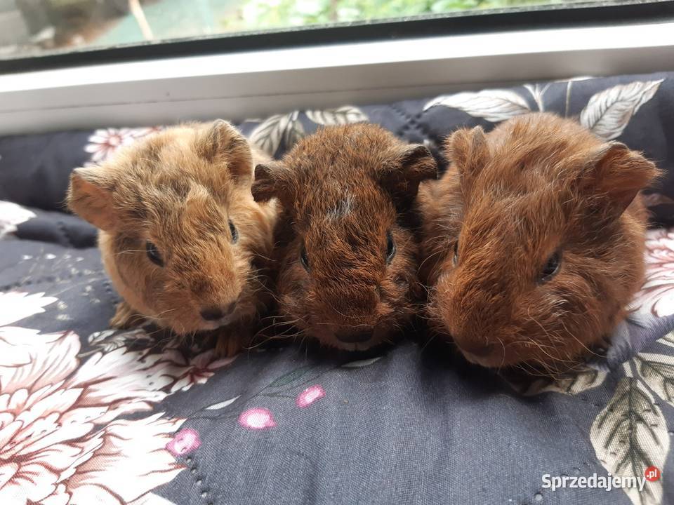 Świnka morska US teddy samica Poddębice