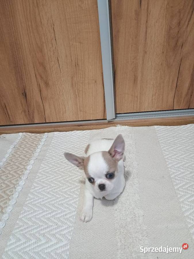 Chihuahua piękny chłopczyk Kleszczów sprzedam