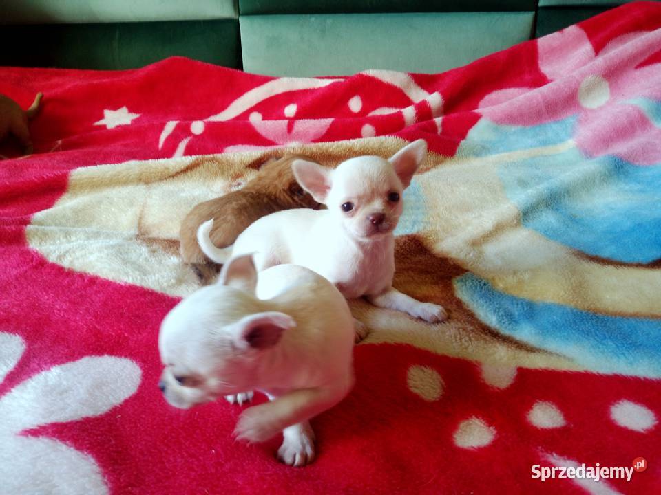Chihuahua piesek biały i brązzowy opolskie Jasienica Dolna sprzedam