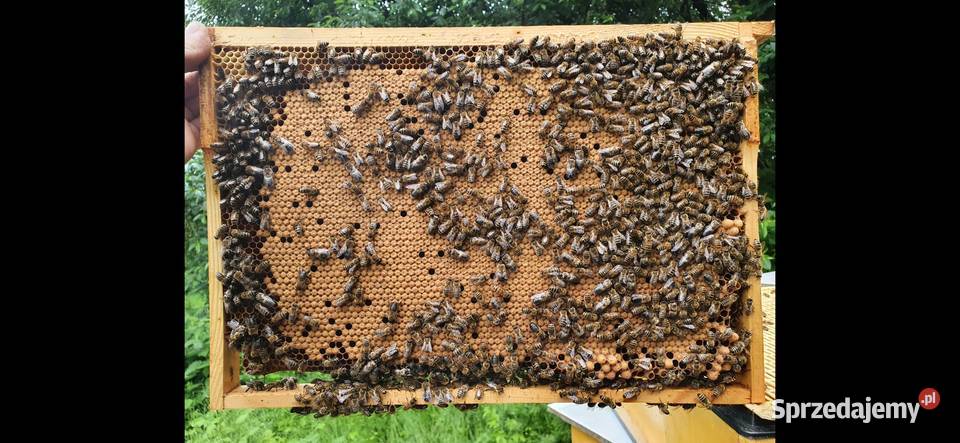 Sprzedam rodziny pszczele Lublin