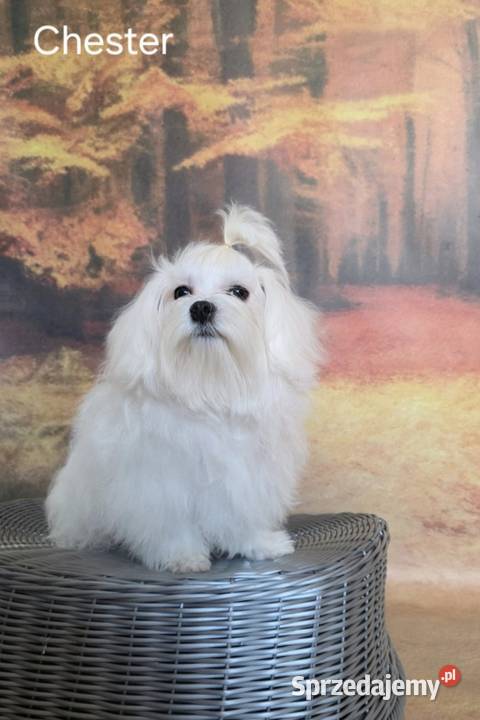 Pies Maltańczyk z rodowodem FCI lubelskie Chełm sprzedam