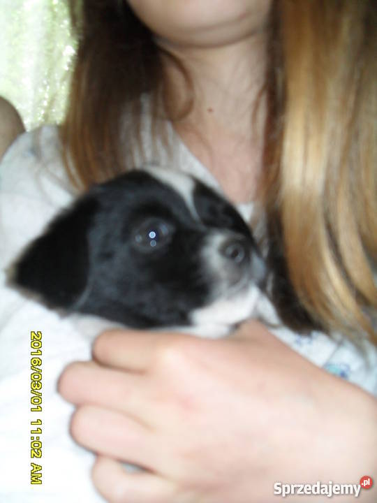 szczeniak matka shihtzu ojciec kundelek Siedlików